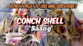 Spider Conch Shell  We called it Saang in our Local Term [upl. by Bergess]