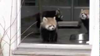 Red Panda gets scared by zookeeper [upl. by Cherilynn]