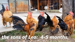 Ayam Serama Bulgaria  Malay Leo amp sons [upl. by Sidman391]