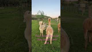 Alpaca spitting and enjoying a treat [upl. by Hamner]