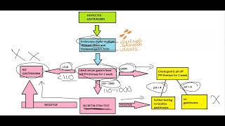 Gastrinoma Workup [upl. by Spracklen]