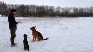 Chuckit Flying Squirrel Demonstration [upl. by Earised]