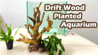 Driftwood Planted Aquarium Setup  Aquascaping with Driftwood  Driftwood Aquarium Design [upl. by Senilec]