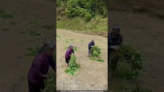 थाईलैंड वाले कीचड़ मे हरा चारा क्यों दबा रहे हैं 🙄 paddy farming [upl. by Garate]