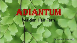 Adiantum External Features Internal Structures Reproduction and Life Cycle [upl. by Aratihc172]