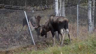 Wildlife Services responds to moose fight near Anchorage Airport [upl. by Trueman]