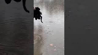 Rain culvert unblocking Helen Georgia  huge whirlpool post10 [upl. by Kelson36]