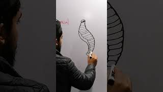 Drawing Leech [upl. by Pradeep663]