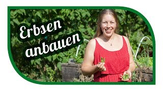 Erbsen erfolgreich anbauen 🌿 Markerbse Ambassador im Hochbeet 🎍 [upl. by Margi]