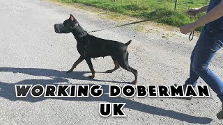 Working Doberman UK  Scenario training at Spires K9 [upl. by Anaujait]