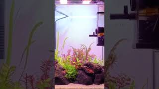 Planted Aquarium Maintenance Cube tank aquascape aquarium plantedaquarium aquariumhobbyist [upl. by Anirtak]