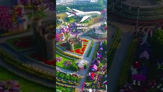 Dubai का चमत्कारी Garden 💫  Miracle Garden  by Chalve facts [upl. by Merriott]