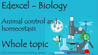 The whole of Edexcel COORDINATION and HOMEOSTASIS 91 GCSE biology or combined science revision [upl. by Ailices]