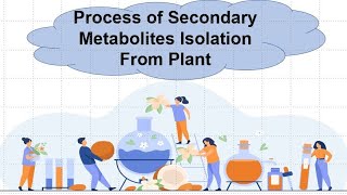 Secondary Metabolite Isolation From Plant [upl. by Tomkins]