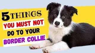 5 Things You Must NOT Do To Your Border Collie  All Collie Owners Must Watch [upl. by Blythe]