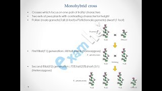 Principle of inheritance Part 1 Class 12th CBSE Biology  Hindi [upl. by Martreb624]