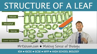 Structure of a leaf  GCSE Biology 91 [upl. by Slohcin]