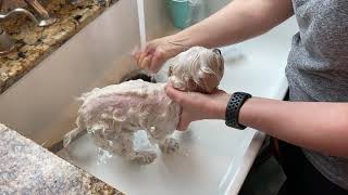 Bathing your Dog at Home Maltese [upl. by Pang]