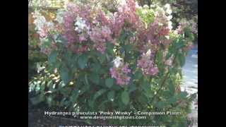 Hydrangea paniculata Pinky Winky  Companion Plants [upl. by Lertnek]