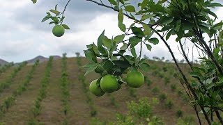 Introducción al Cultivo de Naranja [upl. by Alfeus]