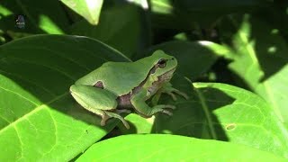 RAINETTE ArboricoleSoleilHyla arborea  BRUITX [upl. by Arehsat423]