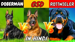 Doberman Vs German Shepherd Vs Rottweiler in Hindi  Dog Comparison [upl. by Minoru654]