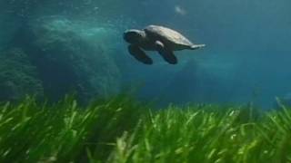 Een groene zeeschildpad getuigt  Maleisië [upl. by Ellenuahs]