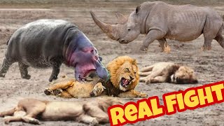 Rhino vs Lion  Rhino kills Lion fight to death [upl. by Philomena]