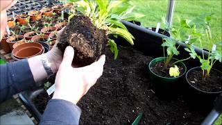 Propagating hardy perennials by division including astrantia and echinacea [upl. by Sandy]