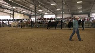 Umatilla County Fair 2024 4HFFA Beef Showmanship [upl. by Louanna]