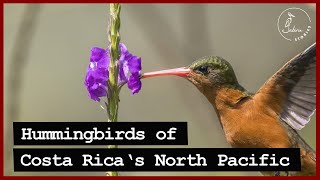 Identifying Costa Rican HUMMINGBIRDS of the North Pacific [upl. by Ylrahc893]