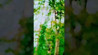 Manish Sarkar 💥💫🥀 foryou song attitude explore explorepage trendingreelsinstagram views [upl. by Bevis987]