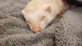 Thinking of getting a Ferret [upl. by Dyanne651]