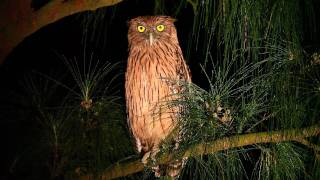 Brown Fish Owl 褐漁鴞 [upl. by Aruon]