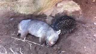 Wombat joey meets an echidna [upl. by Klarika]