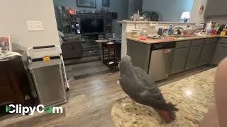 Merlin African grey timneh parrot The brief life of a parrot toy [upl. by Funda392]