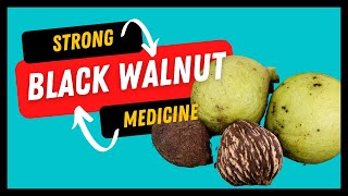 Black Walnut Health Benefits Revealed  Herb of the Month [upl. by Cirad238]