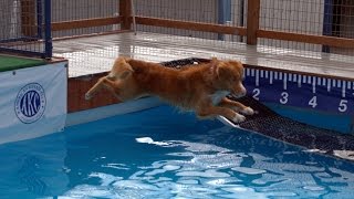 Nova Scotia Duck Tolling Retriever Dock Diving [upl. by Estey]