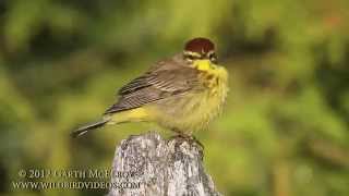 Palm Warbler in Maine Yellow Eastern [upl. by Perzan]