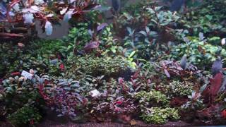 My bucephalandra tank [upl. by Mattland]