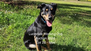 Lucindale Working Dog Auction 2024  Lot 28 Max [upl. by Waldman]