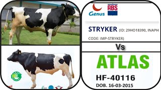 ABS STRYKER Vs DENMARK 40116  कौन सा BULL है BEST  full comparison hfbull breeding [upl. by Atsirtal]