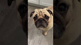 The Handsome Tiny Pug Song pugsdaily puglife dogsarefamily [upl. by Anaerdna]