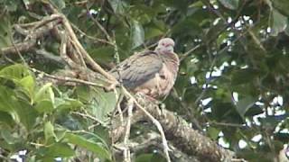 ROLA Pomba  Zenaida auriculata  Eared Dove [upl. by Nuhsed]