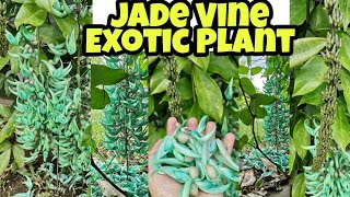 Jade Vine  Rare Tropical Plant  shorts [upl. by Anitnatsnoc]