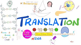 Cell Biology  Translation Protein Synthesis 🧬 [upl. by Priscilla]