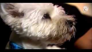 Animal Planet Dogs 101  West Highland White Terrier [upl. by Lesde]