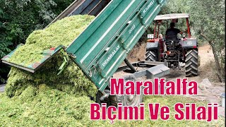 MARALFALFA HASADI DEVAM EDİYOR  Silaj Biçimine Son Gaz Devam [upl. by Mamie253]