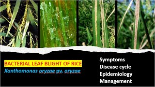 Bacterial Blight of Rice Cause Symptoms Cycle and Management Approaches [upl. by Ennaitak]