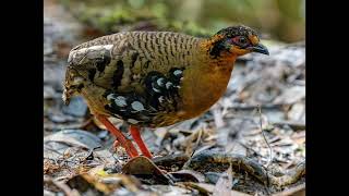 Arborophila hyperythra Red breasted Partridge [upl. by Akinas]